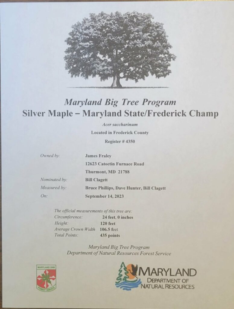 Maryland Big Tree Program certificate for champion silver maple