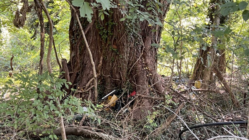 Champion silver maple tree at Catoctin Furnace