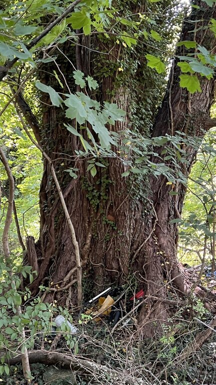 Massive trunk of the champion silver maple tree at Catoctin Furnace