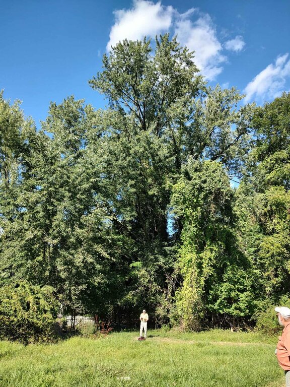Champion silver maple tree with person standing at base for scale